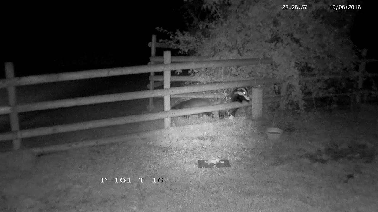 england traduccion Badger sniffs out the food on the bird bath
