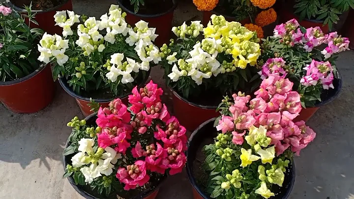 How To Grow Anturhinums/Dog Flowers || Winter Flow...