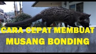 Musang Ekput Bonding