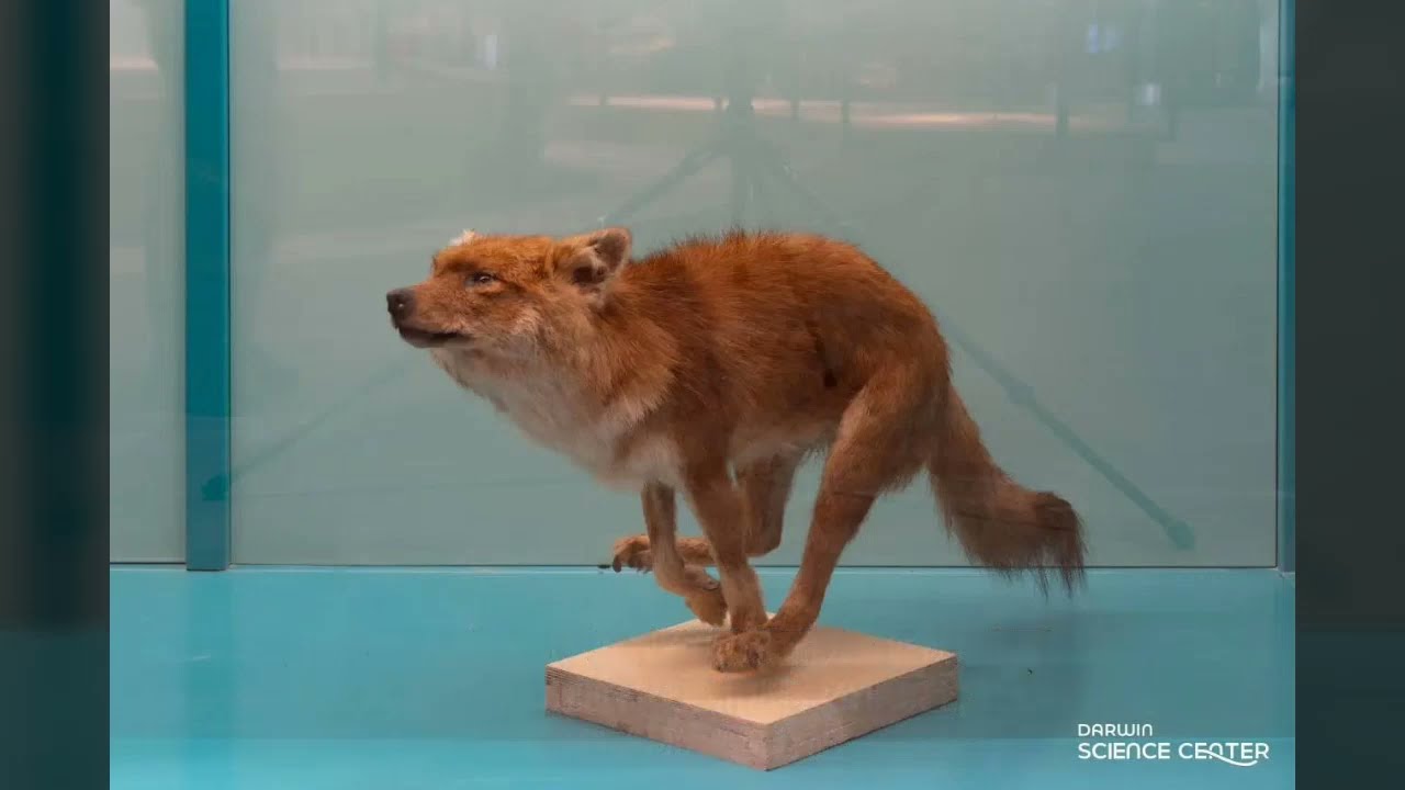 豺为何被称之为“猫狗”？