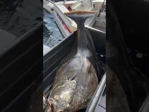 BIG Halibut! Guess