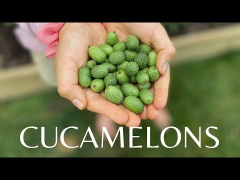 Video: Plukking av Cucamelon: Når er en Cucamelon moden og klar til å høstes