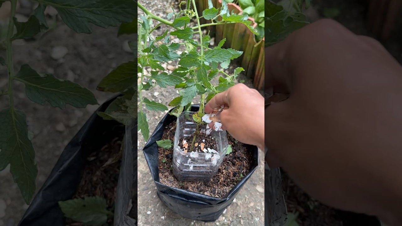 Tomato Flowering Stage Care Tips for Maximum Yield #backyardgardening #gardening
