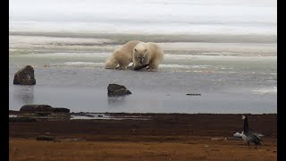 Spitsbergen tundra: polar bears and birds by Jouke Prop 897 views 4 years ago 2 minutes, 30 seconds