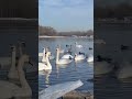 Гуси Лебеди🦢🦢.