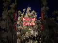 Natural flowers #nature #shorts #cinematic #vlogs
