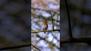 Fotografia dzikiej przyrody - Canon EOS RP | Canon RF 100-400mm f/5.6-8 IS USM