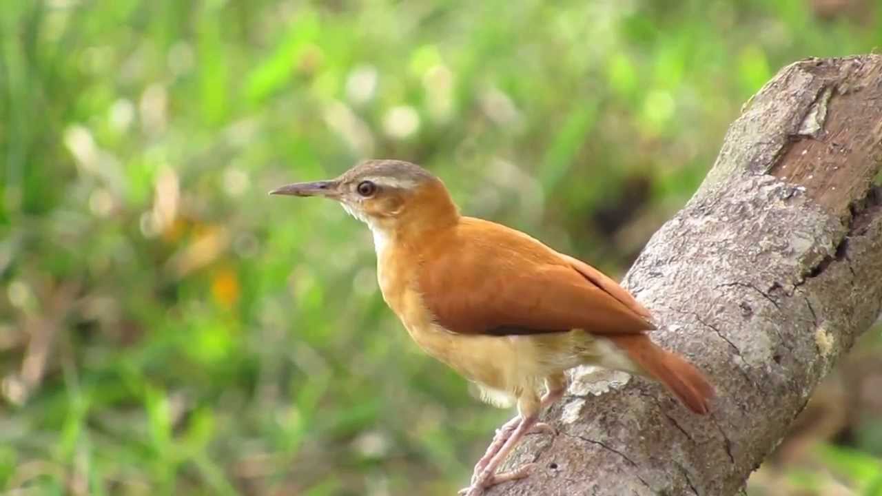 Caribe birds, Caribbean Hornero, Furnarius longirostris split Pale