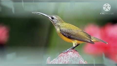 MASTERAN SUARA BURUNG PIJANTUNG JUARA, NGOTOT SUPER GACOR, DURASI PANJANG, ANTI KONDANGAN.