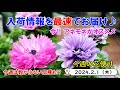 今週の花便り #69【2024.2.1】今!! アネモネがオススメ♪ 今週は入荷が少ない品種も!?【入荷情報を最速でお届け!!】
