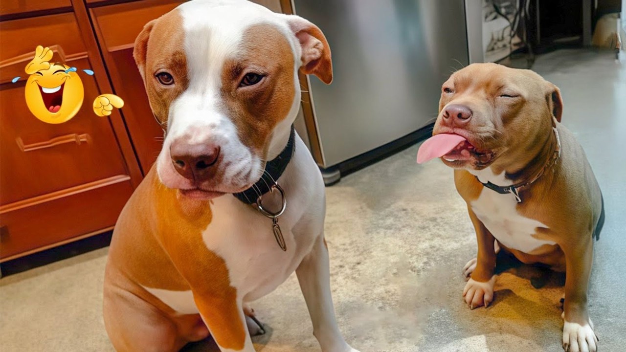 These Dog Videos of the Year Will Make You Laugh Way Too Hard 😂🐶