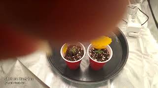 Sunset Sherbet Auto Fem Seedlings