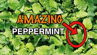 Peppermint the AMAZING Herb | Health Benefits & More by mybloomsource 105 views 3 years ago 5 minutes, 6 seconds