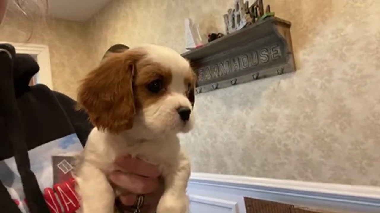 Cavalier Puppies Live: Freckles Goes Home!