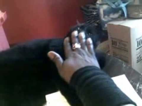 How to Pet a Cat - YouTube