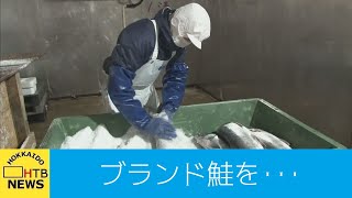 ブランド鮭「銀聖」の山漬けづくりがピーク　赤潮などで不漁のため価格にも影響