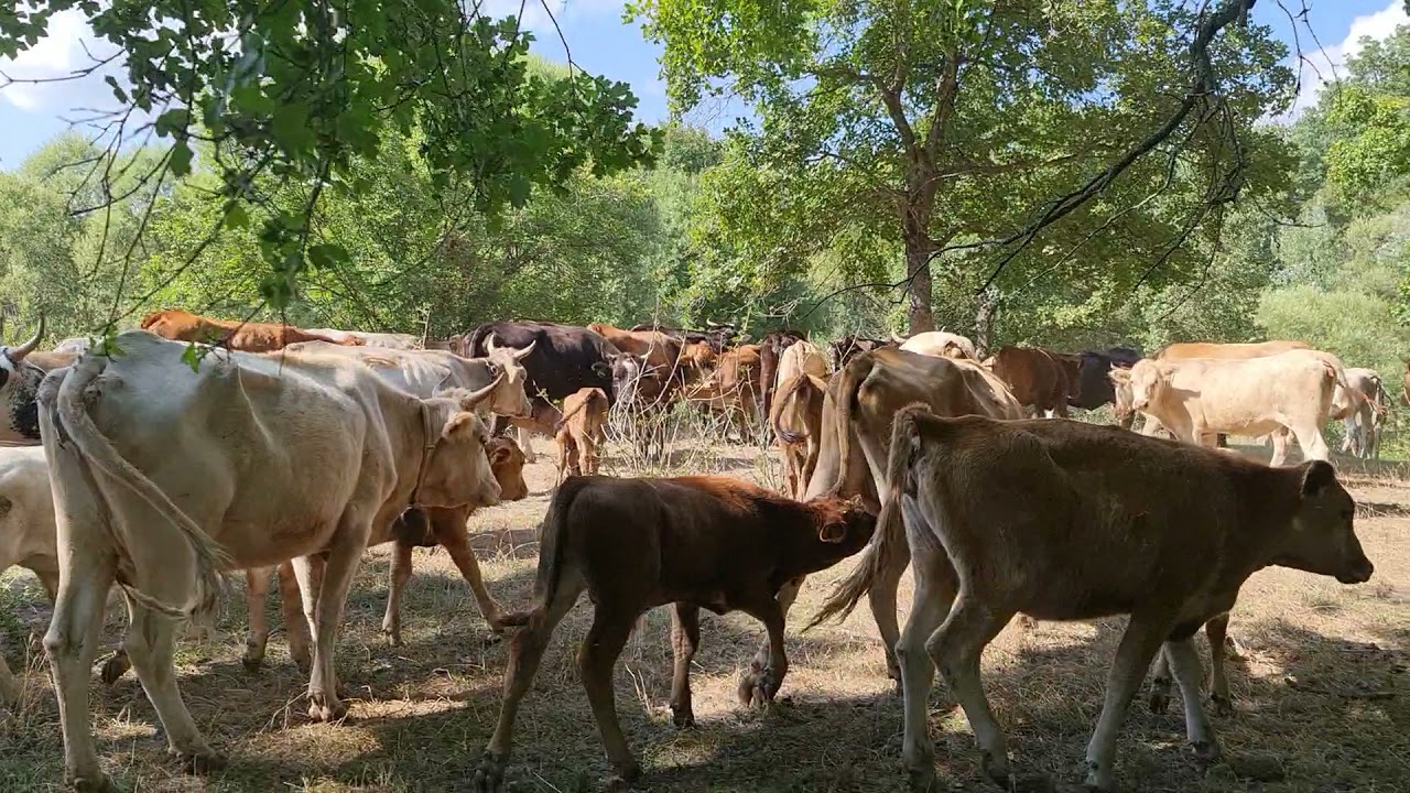 Yoz hayvan yetiştiriciliği Blondie Boğa kullanımı.