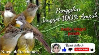 suara pancingan pikat cucak jenggot.