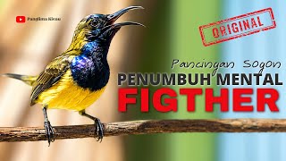 Penumbuh Mental Sogon Figther Dengan Sogon Gacor #pancingansogon #sogongacor #sogonmania 