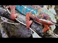 علوم الصف الرابع الابتدائي حرباء النمر علوم الصف الرابع الابتدائي حرباء النمر