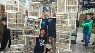MURAI MAKIN HANCUR HARGANYA - BAHAN MURAI OMBYOKAN TROTOL DAN GACORAN MATERI MEWAH GARANSI BUNYI