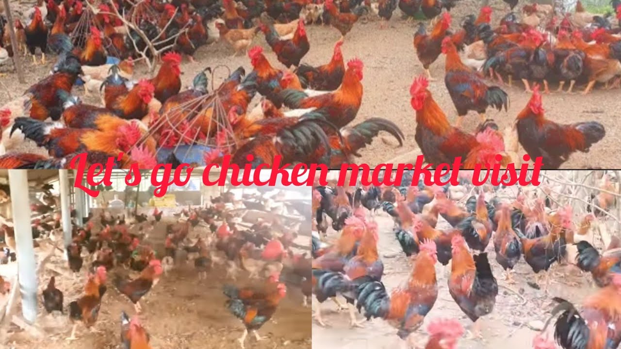 Insider Secrets of the Chicken Market in Dammam City !! दमाम शहर मा