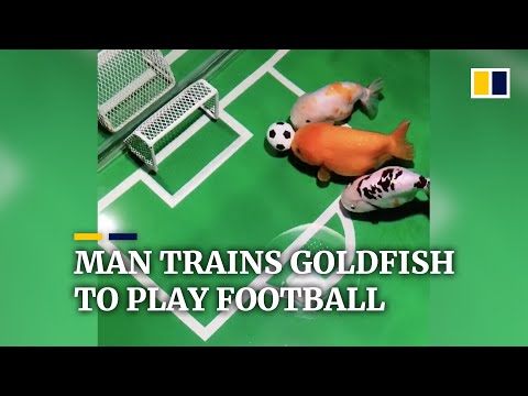 Chinese man trains goldfish to play football