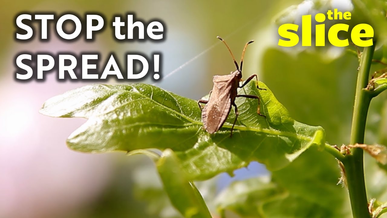 Stop Invasive Pests Watch this to help stop invasive insects! - YouTube