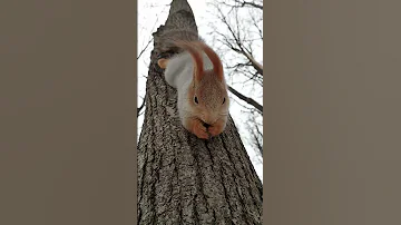Белка ест орешки / Squirrel eats nuts