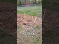 This was just a grass yard in 2022... here's my food forest today!