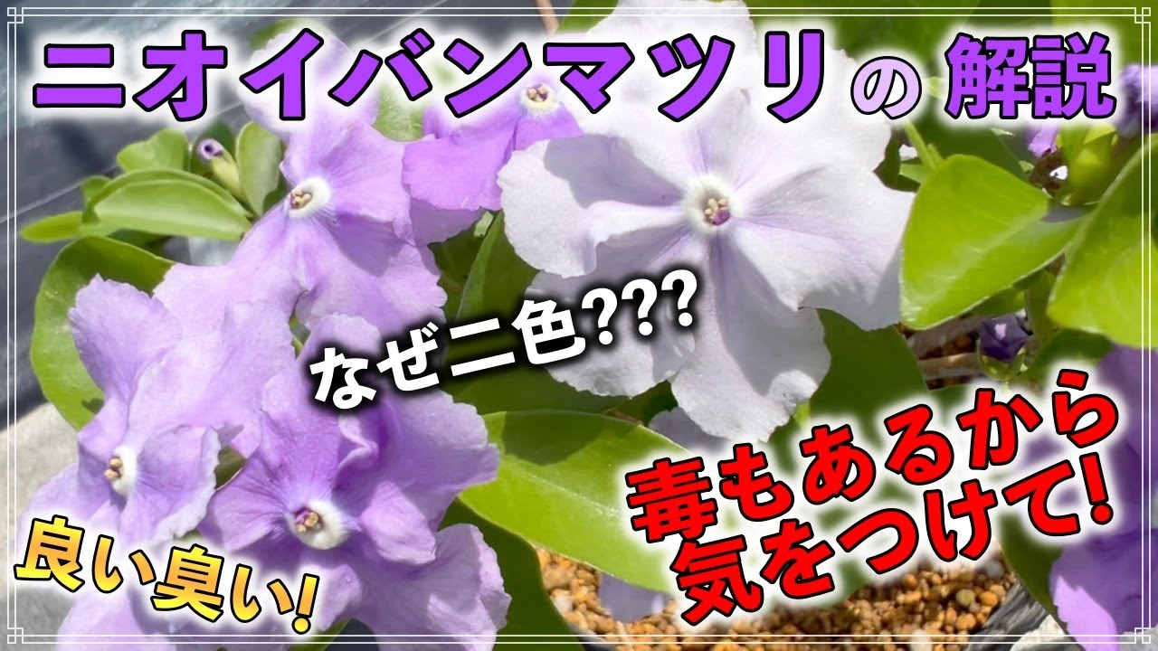 Details of the fragrant Japanese laurel tree] A flowering tree
