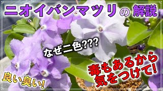ニオイバンマツリ徹底解説とても良い匂いがする花木毒もあるから気をつけてね