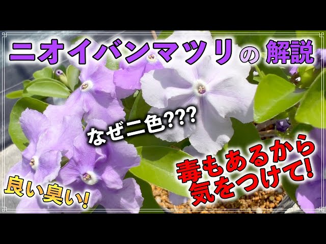 Details of the fragrant Japanese laurel tree] A flowering tree
