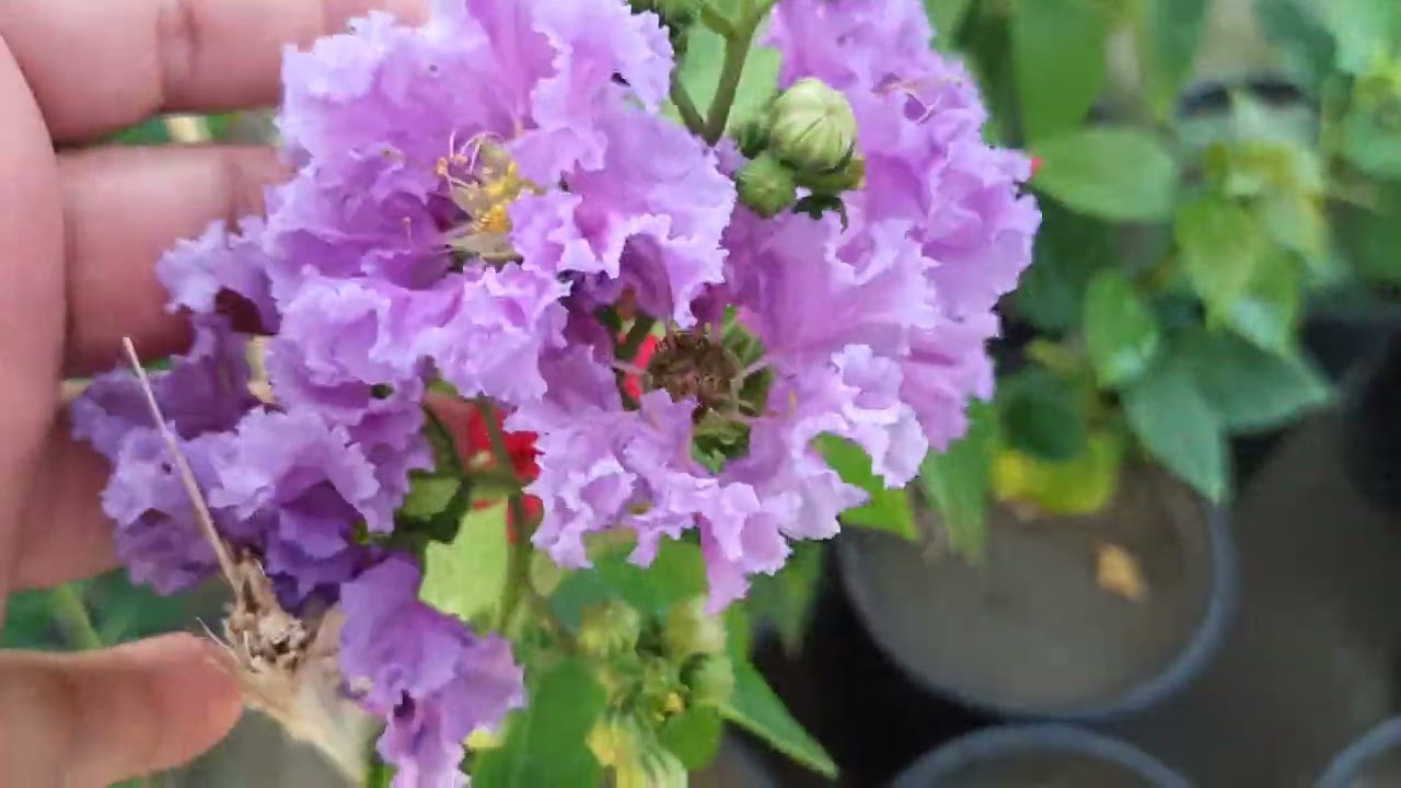 محمد اركان الدليمي شاب يبدع باكثار النباتات جولة في مشتل القرية بابل قرية برنون ‏‪‏‪0 780 804 8104‬‏