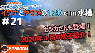 カジカさんも登場！～～2020年4月の様子～～　【イワナとヤマメの120ｃｍ水槽】＃21