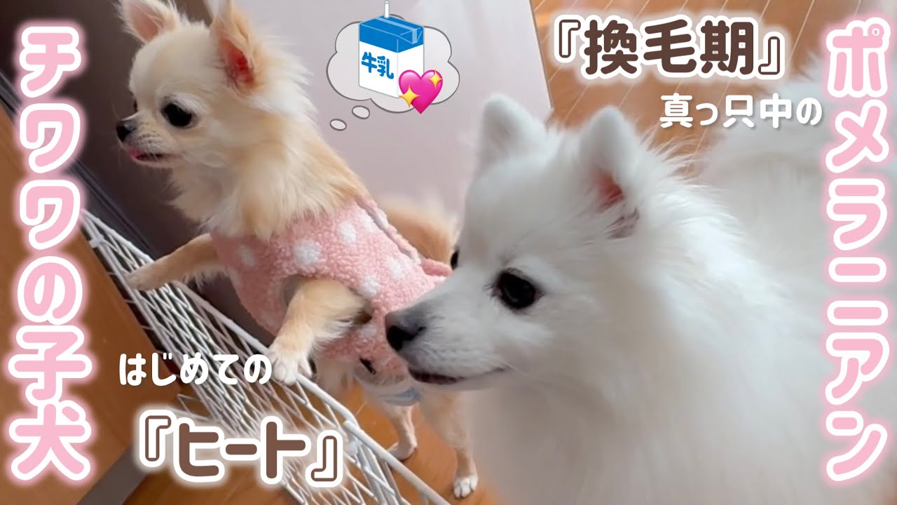 【換毛期】抜け毛がすごいポメラニアンとチワワの子犬ちゃんに会いに行く
