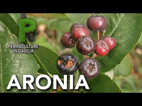 Vídeo: Aronia - Propiedades útiles, Aplicación, Recetas Caseras