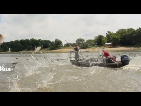 Vidéo: Carpe Argentée Farcie