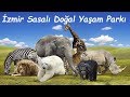 İZMİR SASASLI HAYVANAT BAHÇESİ'NDE SAFARİ