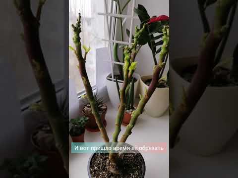 Видео: Обрезка рождественского кактуса - Как обрезать рождественский кактус