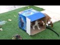 Welsh springer spaniel puppies playing with a cardboard box の動画、YouTube動画。