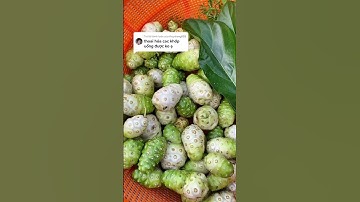 Công dụng trái nhàu #shorts #thanhdongvlog