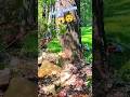 2026 skill falling tree.#chainsaw #treecutting #wood #logging #fall #treeclimber #forest #how