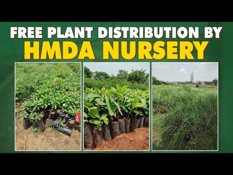 || HMDA Nursery | Free Plants Distribution | 100 % free for all | with full Details ||