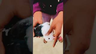 TOP PIGEON SUBSCRIBE ?️shortspigeon trending fancypigeon tag kabuter tag