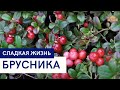 Брусника \ Рецепты из брусники \ Сладкая жизнь