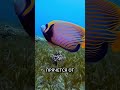 Ангел-рыба — яркая коралловая красавица 🌊🐠 #ангелрыба #coralreeffish #океан #морежизнь #фактыорыбах