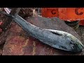 Blue Shark & Colourful Parala Fish Cutting & Chopping in Kasimedu Fish Market