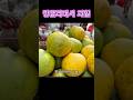이 과일 너무 맛있어요/방글라데시 맛있는 과일/한국에이 과일 없어요#방글라데시사람 #과일 #구아바