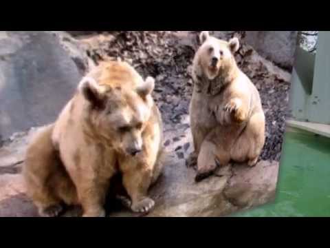 Римский Зоопарк сегодня Bioparco Di Roma (Zoo)